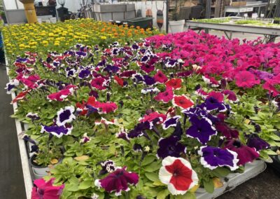 Bloemen planten